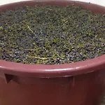 Marijana 3*