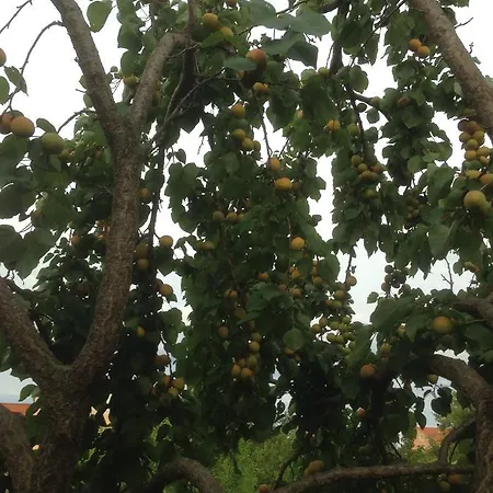 Гостевой дом Marijana 3*