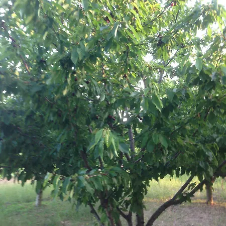 Гостевой дом Marijana Лозовац