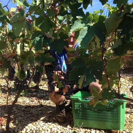 Marijana בית הארחה 3*