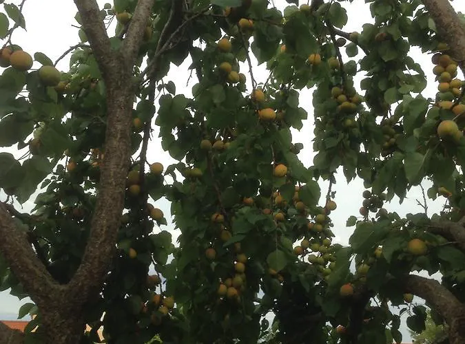 Konukevi Marijana 3*